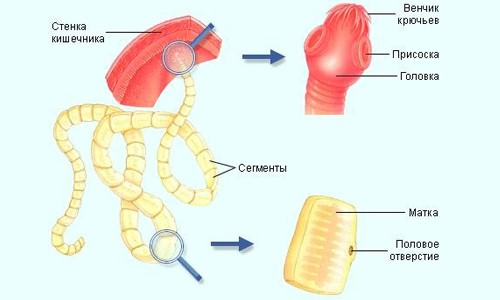 Строение свиного цепня