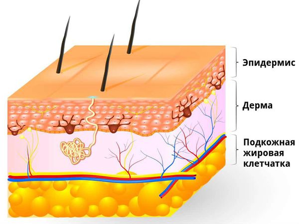 Структура кожи Структура кожи