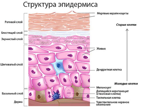 Строение эпидермиса Строение эпидермиса