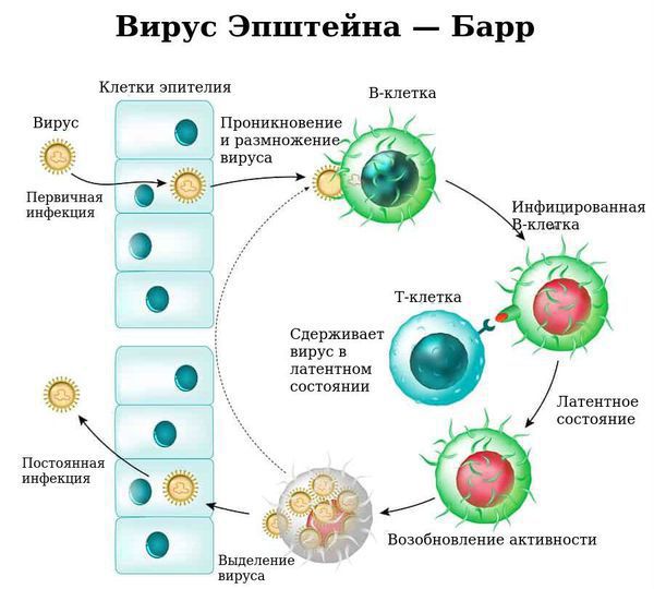 Проникновение вируса Эпштейна-Барра в организм