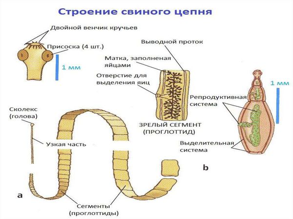 Строение свиного цепня Строение свиного цепня