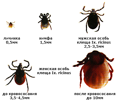 развитие клещей