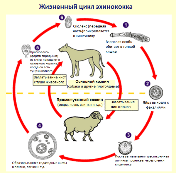 жизненный цикл эхтнококка