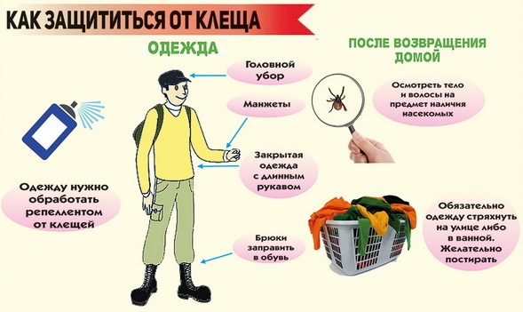 Укус клеща: что делать, если укусил клещ. Эффективное средство от клещей (фото)
