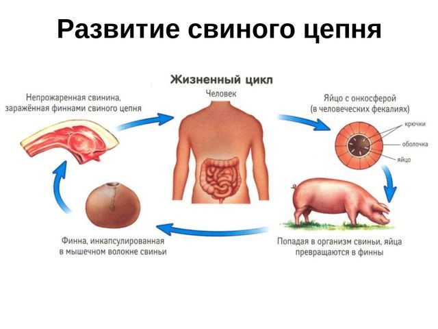 Развитие глистов Схема заражения