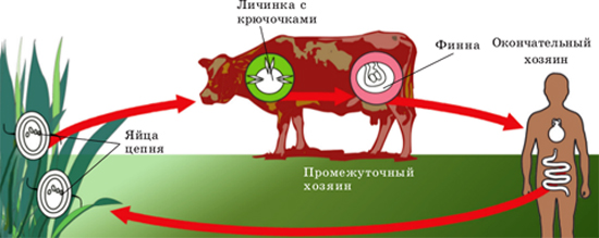 цикл тениаринхоз