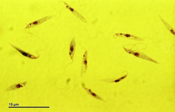 Leishmania_tropica