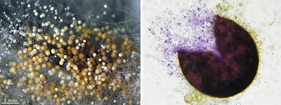 На рисунке показано образование аксоспор Aspergillus
