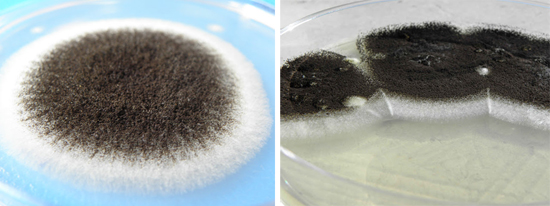 На изображении показаны черные колонии Aspergillus