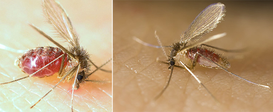 Leishmania передается комарами