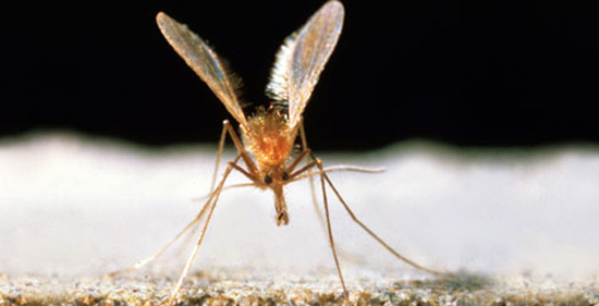 Leishmania переносится комарами