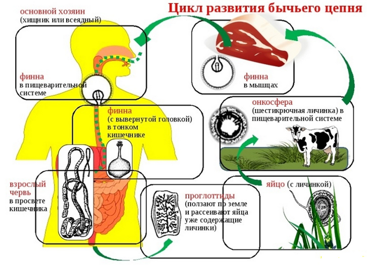 bychij-czepen sxema Бычий цепень
